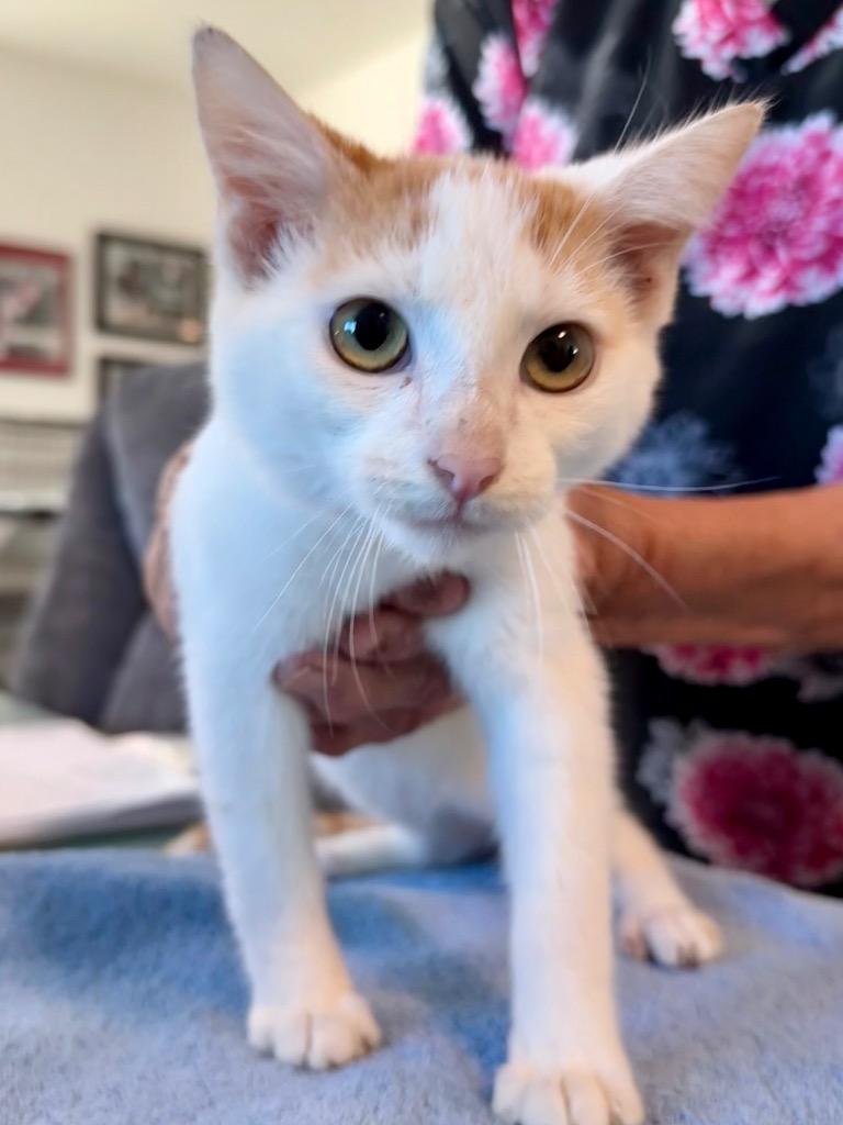 Chestnut "Adopted, Adopted, Kitten Male Domestic Short Hair.