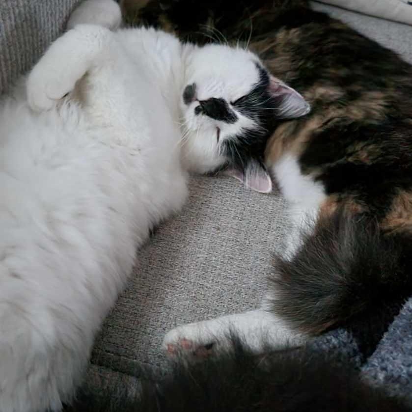 Enlarge Ivan, an adopted Domestic Long Hair in Albemarle, NC image 2/4