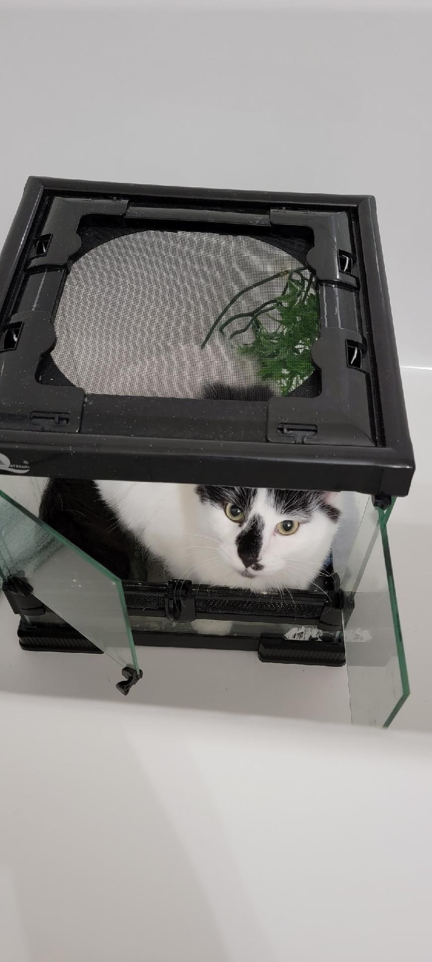 Enlarge Ivan, an adopted Domestic Long Hair in Albemarle, NC image 3/4