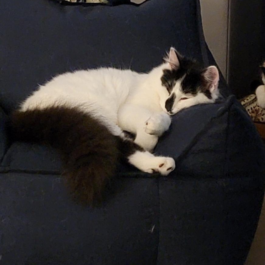 Enlarge Ivan, an adopted Domestic Long Hair in Albemarle, NC image 1/4