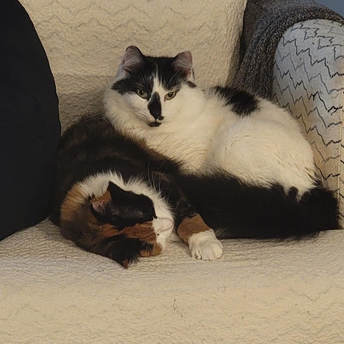 Enlarge Ivan, an adopted Domestic Long Hair in Albemarle, NC image 4/4