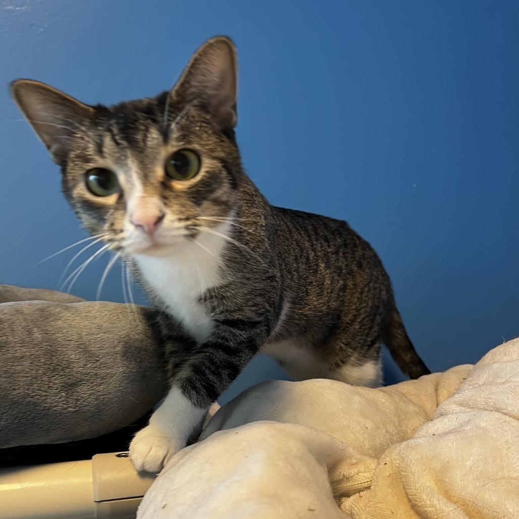 Enlarge Ahsoka, a Adoptable Domestic Short Hair in Mankato, MN image 2/2