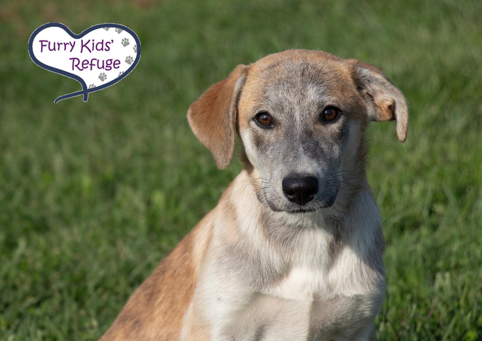 Enlarge Libby, a Adoptable Husky in Lee's Summit, MO image 1/3