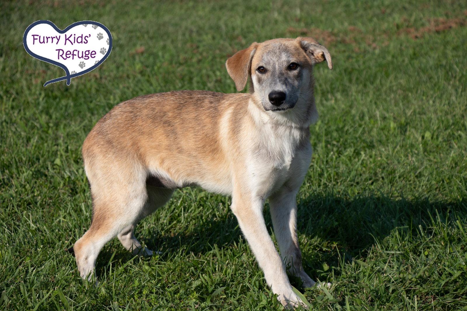 Enlarge Libby, a Adoptable Husky in Lee's Summit, MO image 2/3