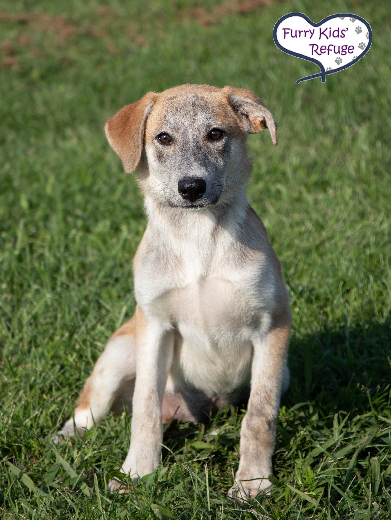Enlarge Libby, a Adoptable Husky in Lee's Summit, MO image 3/3