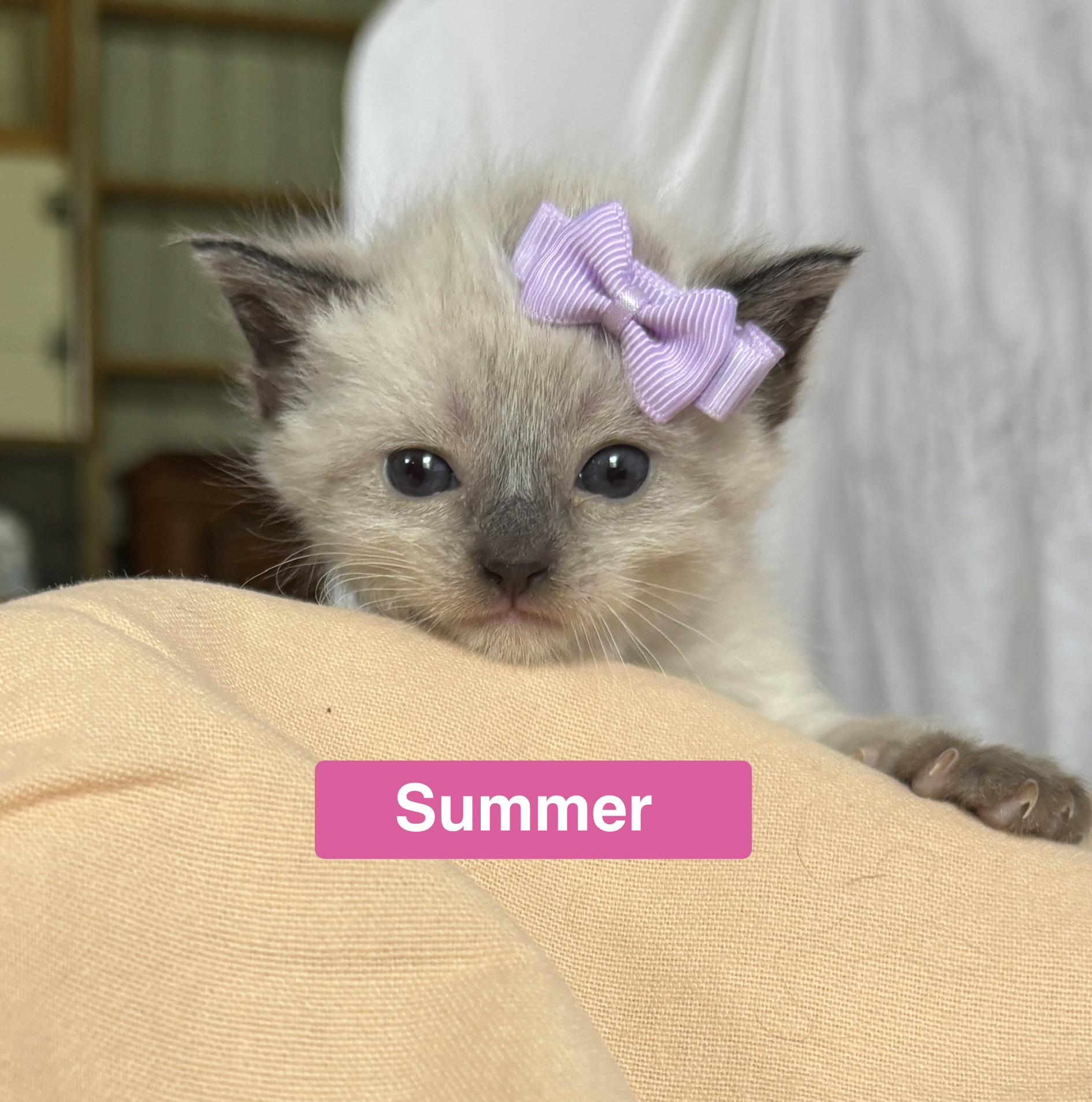 Summer, an adopted mixed breed in Sheboygan, WI image 3/4