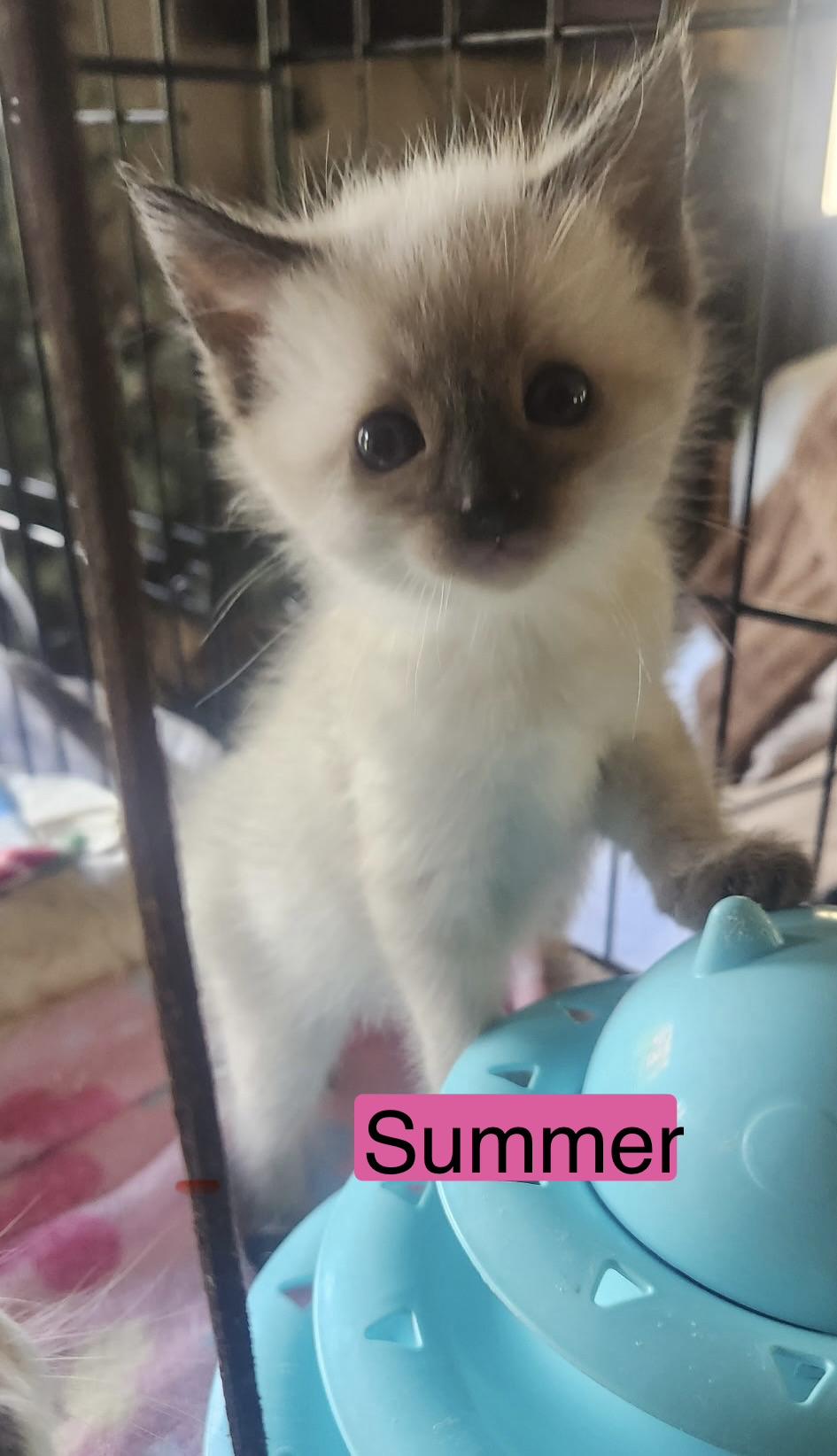 Summer, an adopted mixed breed in Sheboygan, WI image 2/4