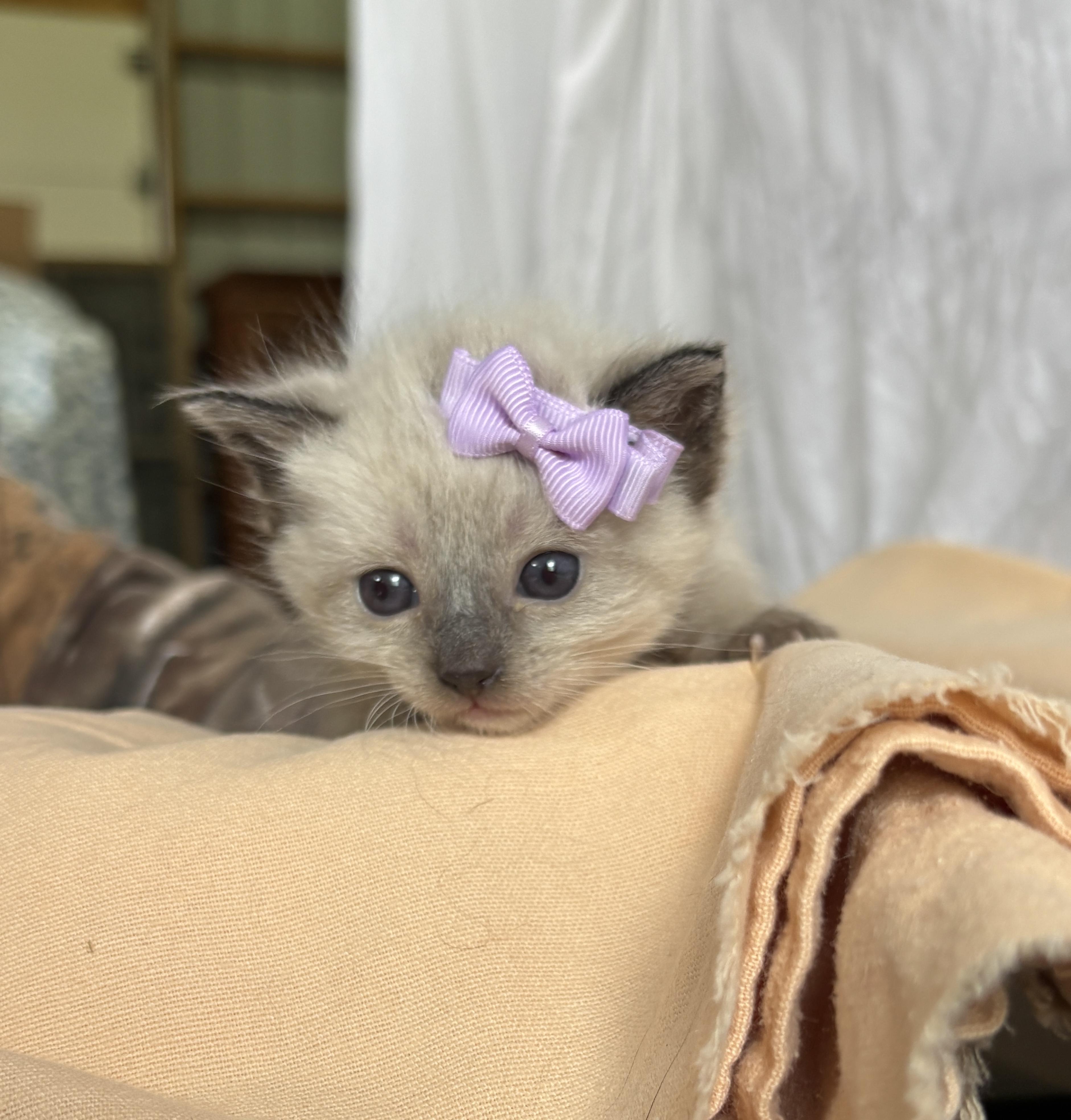 Summer, an adopted mixed breed in Sheboygan, WI image 1/4