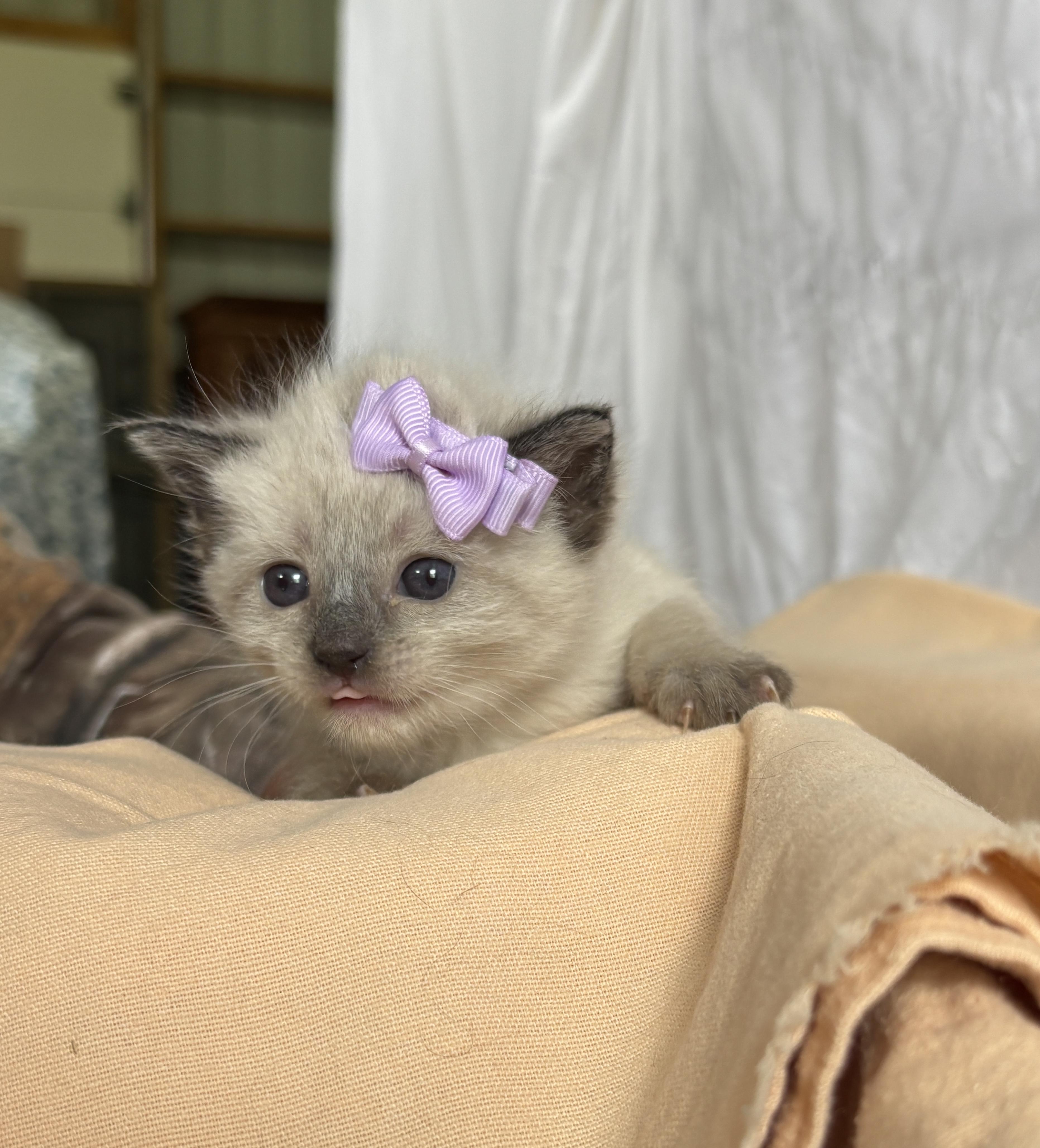 Summer, an adopted mixed breed in Sheboygan, WI image 4/4