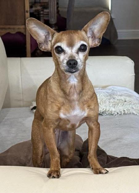 Enlarge Bridget, a Adoptable Chihuahua in Austin, TX image 1/6