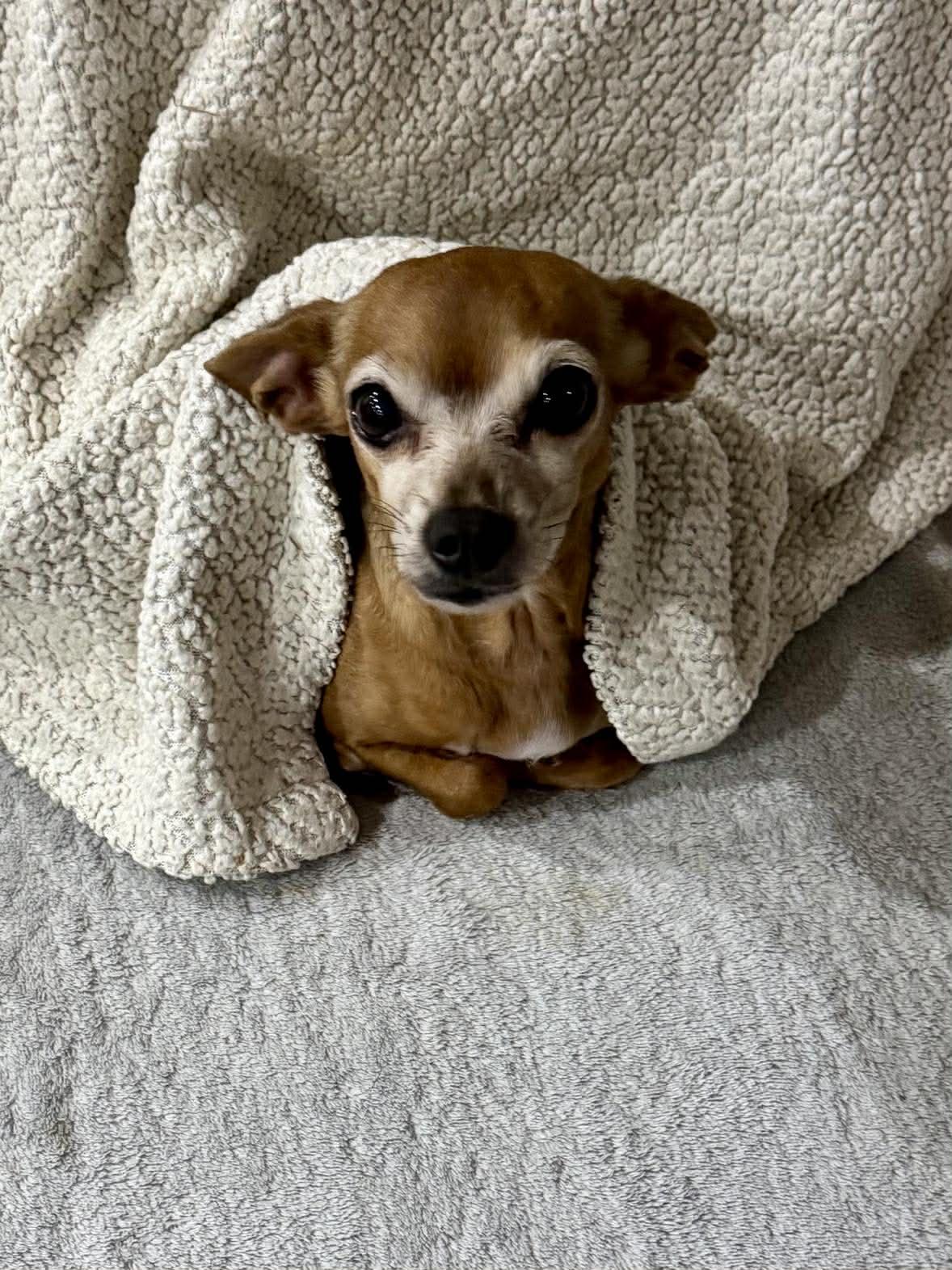 Enlarge Bridget, a Adoptable Chihuahua in Austin, TX image 2/6