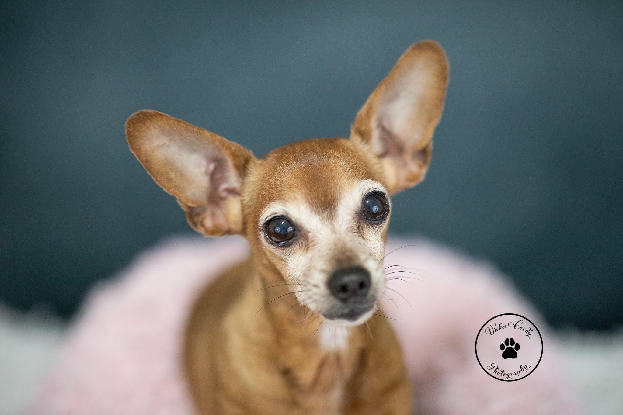 Enlarge Bridget, a Adoptable Chihuahua in Austin, TX image 3/6