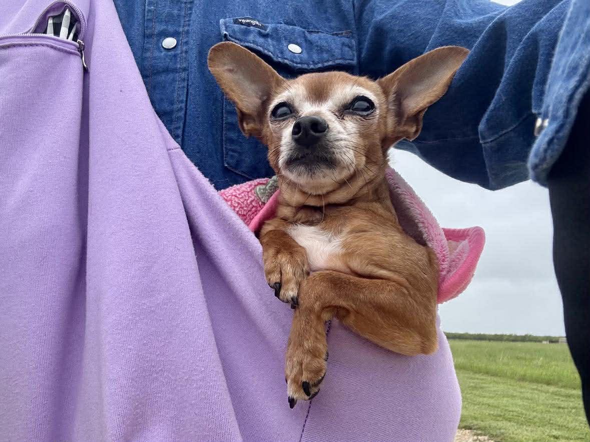Enlarge Bridget, a Adoptable Chihuahua in Austin, TX image 4/6