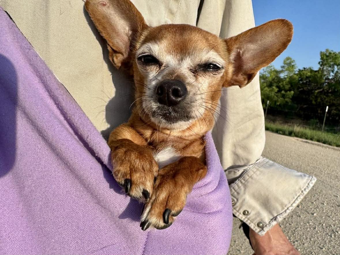 Enlarge Bridget, a Adoptable Chihuahua in Austin, TX image 5/6
