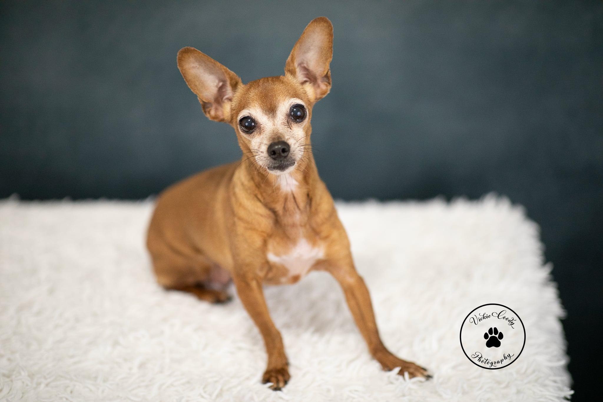 Enlarge Bridget, a Adoptable Chihuahua in Austin, TX image 6/6