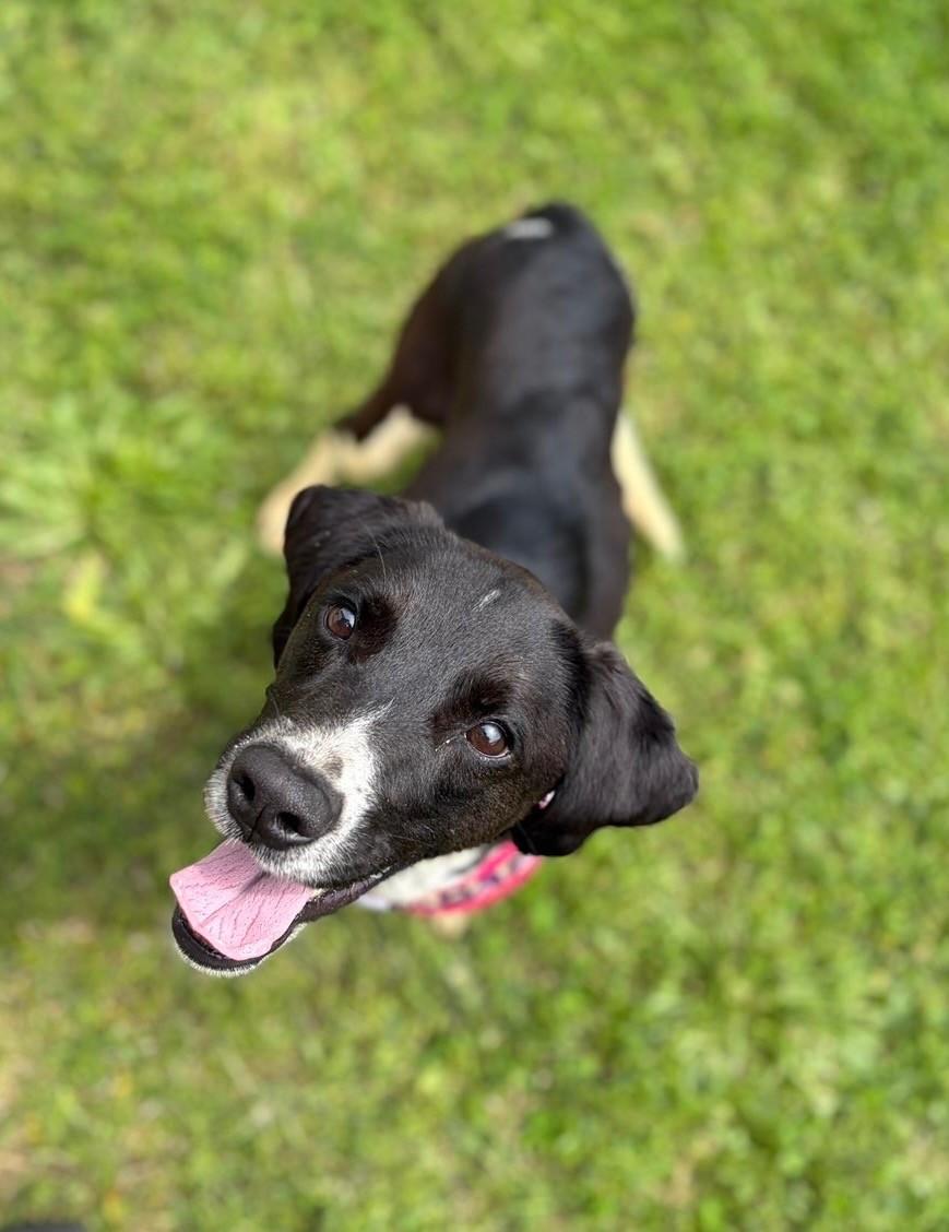 Birdie, ADOPTABLE, Adult Female Hound.