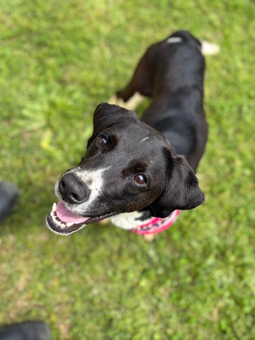 Enlarge Birdie, a ADOPTABLE mixed breed in Fayetteville, AR image 2/5