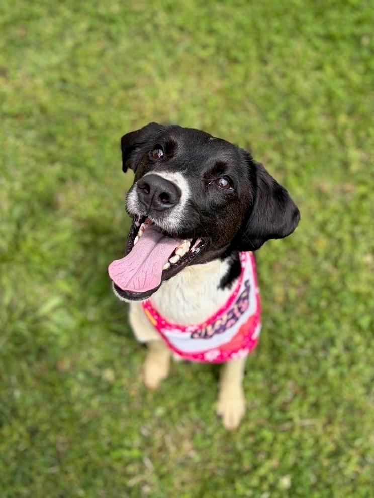 Enlarge Birdie, a ADOPTABLE mixed breed in Fayetteville, AR image 3/5