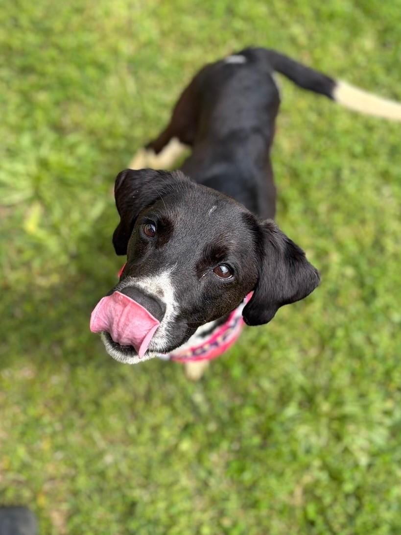 Enlarge Birdie, a ADOPTABLE mixed breed in Fayetteville, AR image 4/5