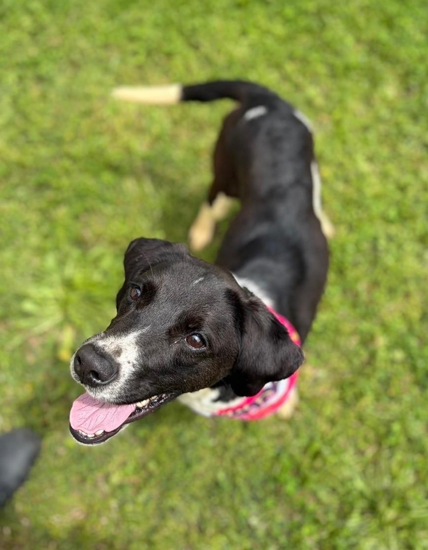 Enlarge Birdie, a ADOPTABLE mixed breed in Fayetteville, AR image 5/5