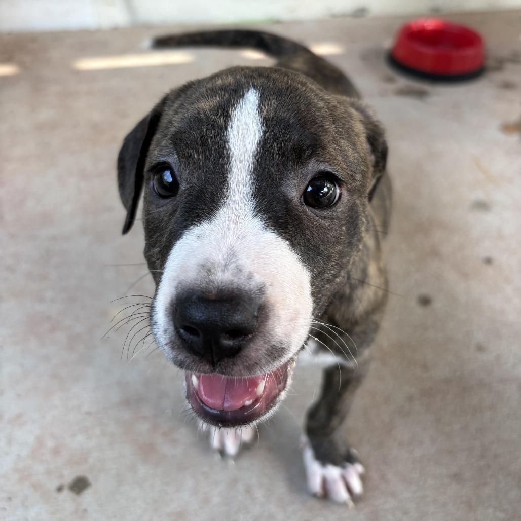Enlarge Molly, a Adoptable mixed breed in Durham, NC image 2/6