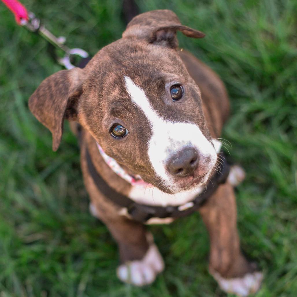 Enlarge Molly, a Adoptable mixed breed in Durham, NC image 3/6