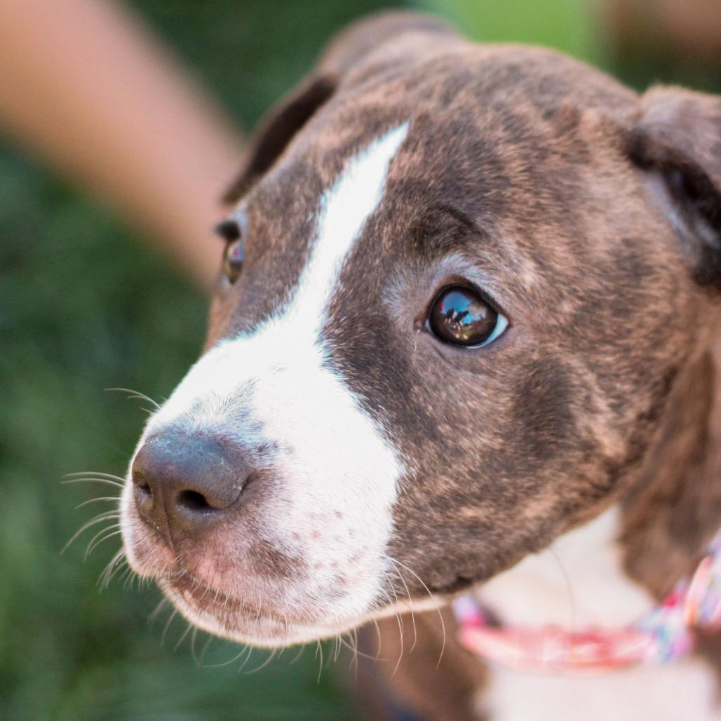 Enlarge Molly, a Adoptable mixed breed in Durham, NC image 4/6