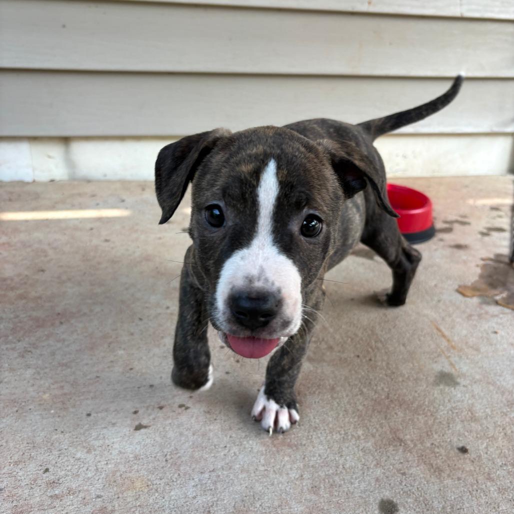 Enlarge Molly, a Adoptable mixed breed in Durham, NC image 5/6