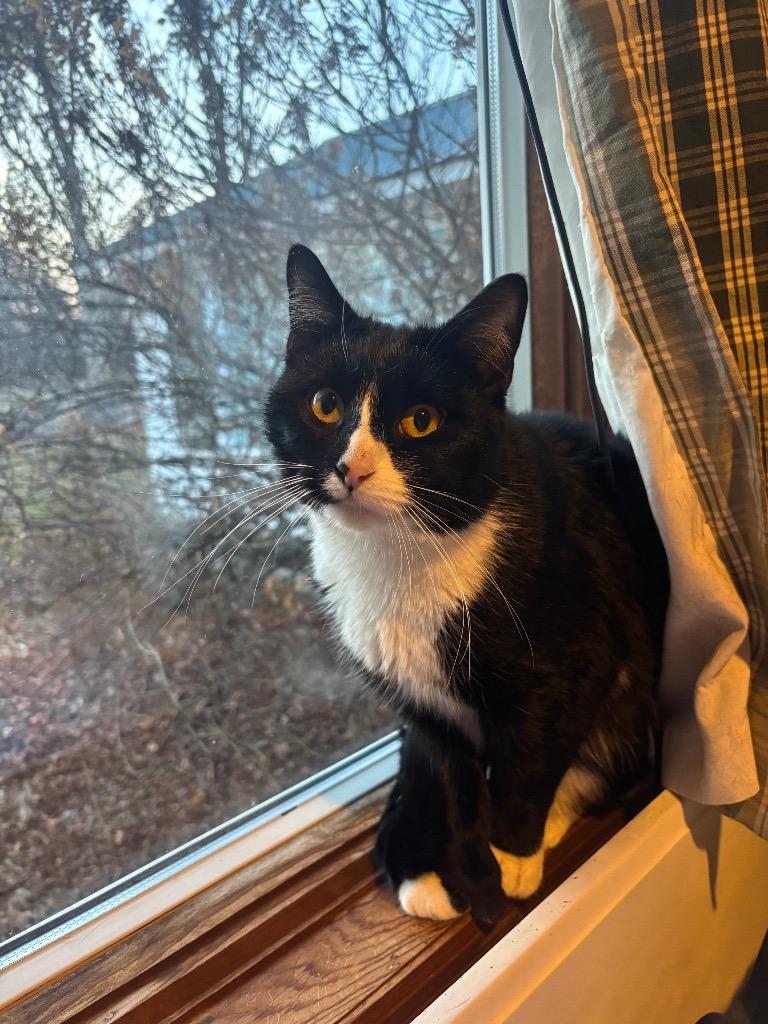 McGuire 2, Adoptable, Young Male Domestic Short Hair.