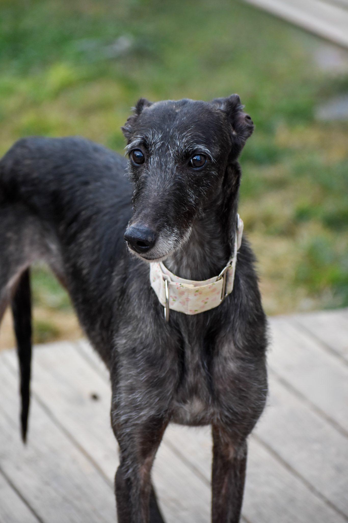 Treasure, an adoptable Lurcher in Indianapolis, IN, 46241 | Photo Image 1