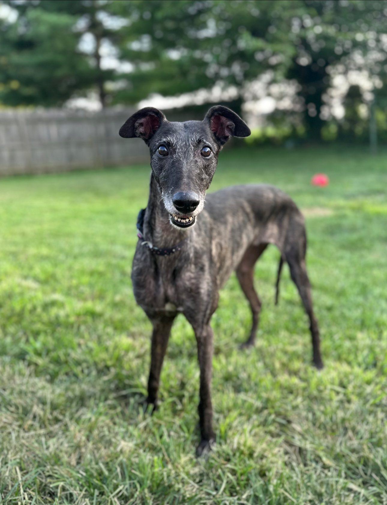 Treasure, an adoptable Lurcher in Indianapolis, IN, 46241 | Photo Image 3