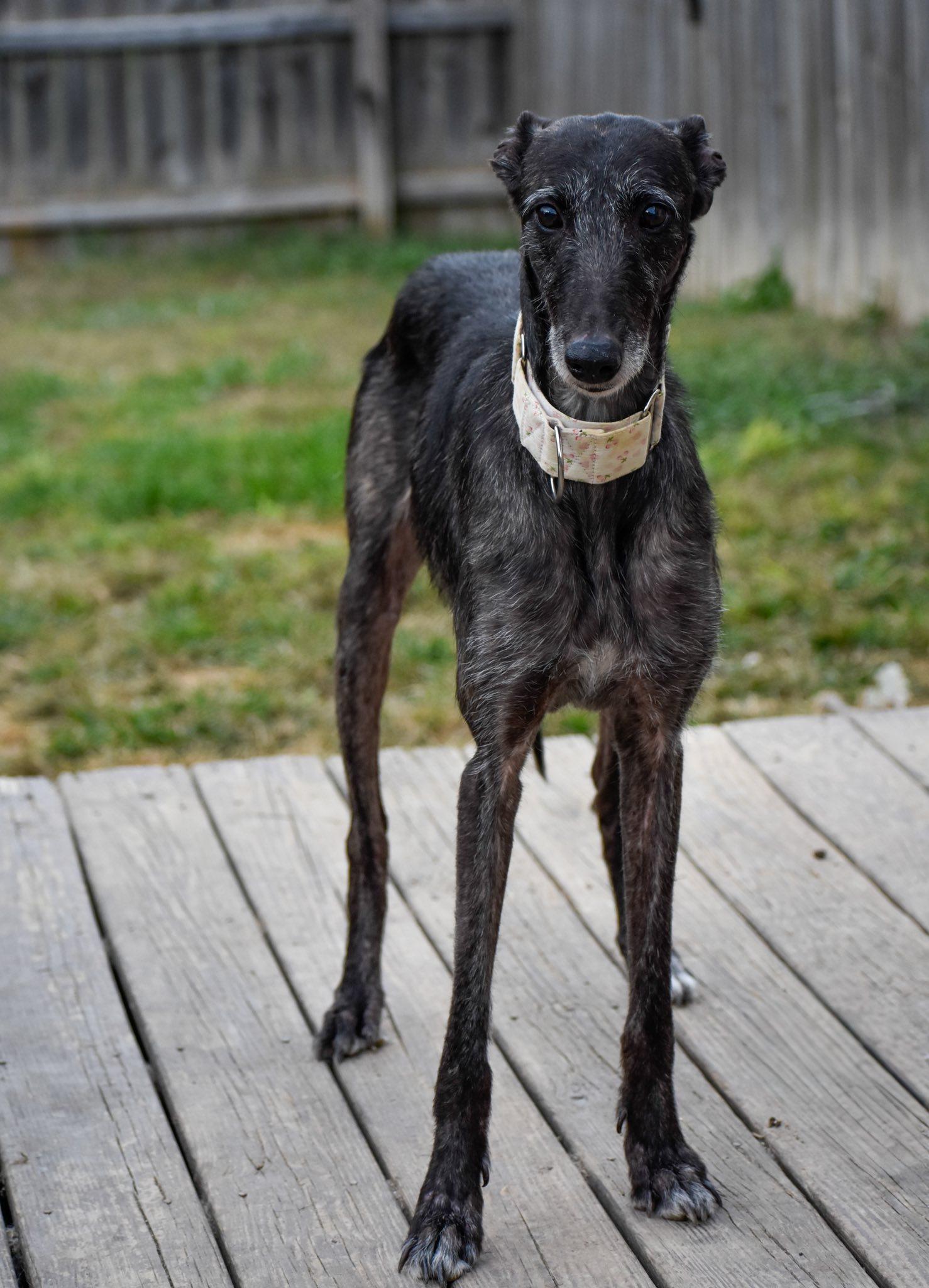 Treasure, an adoptable Lurcher in Indianapolis, IN, 46241 | Photo Image 2