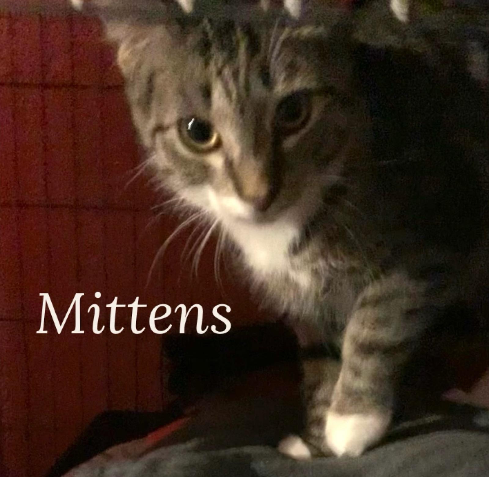 Mittens **Courtesy Post**, Adoptable, Adult Female Tabby.
