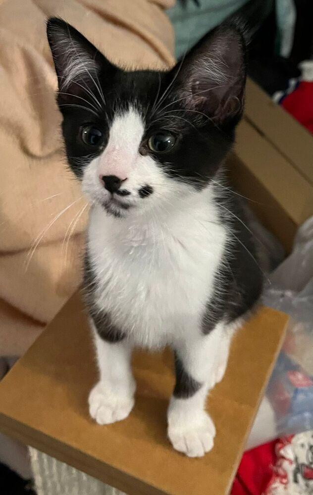 Marilyn Monroe, Adoptable, Young Female Domestic Short Hair.