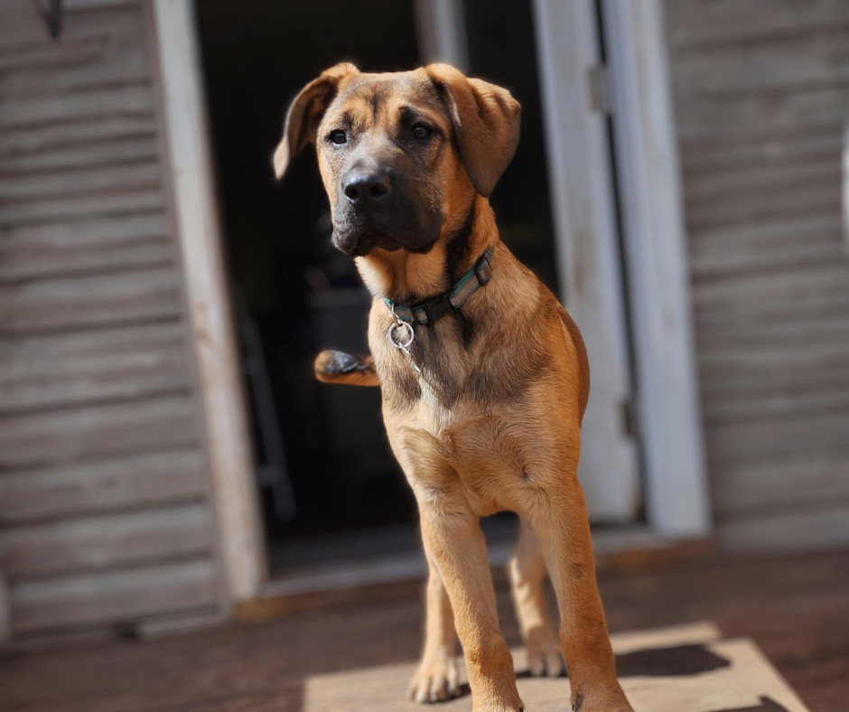 Enlarge King, a Adopted mixed breed in Minneapolis, MN image 1/6