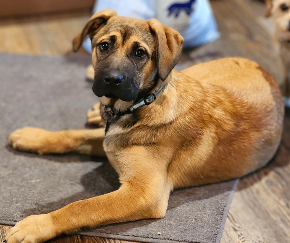 Enlarge King, a Adopted mixed breed in Minneapolis, MN image 2/6