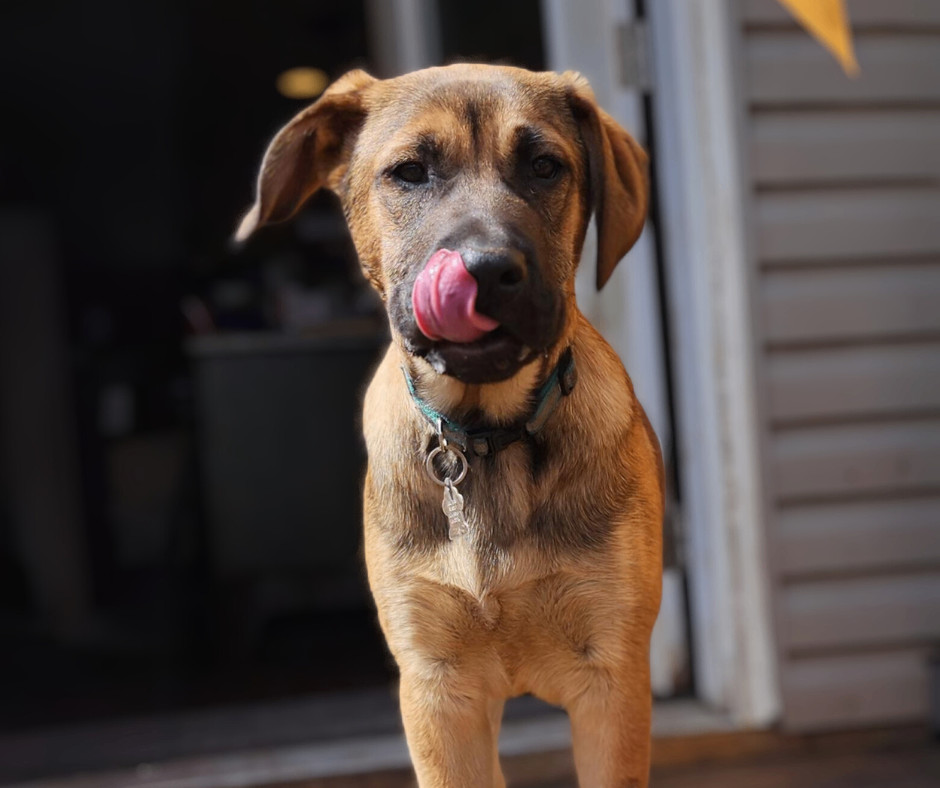 Enlarge King, a Adopted mixed breed in Minneapolis, MN image 3/6