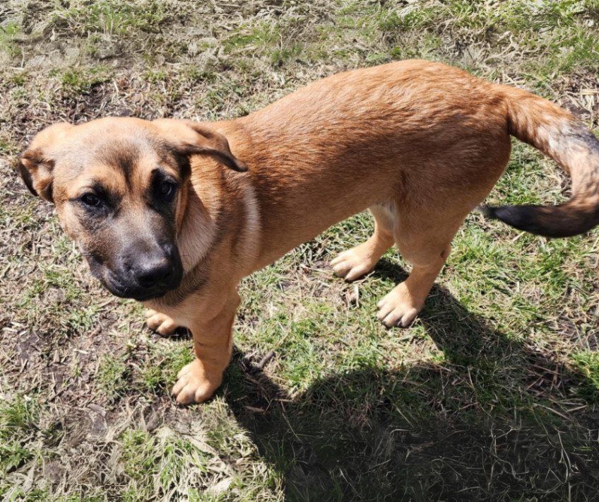 Enlarge King, a Adopted mixed breed in Minneapolis, MN image 4/6