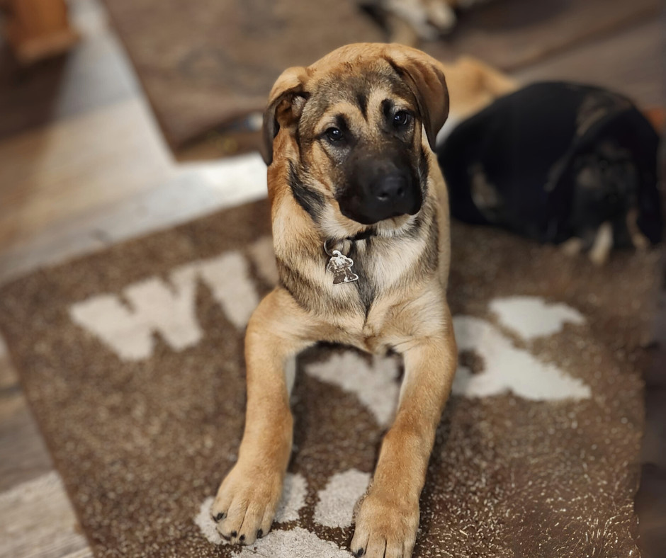 Enlarge King, a Adopted mixed breed in Minneapolis, MN image 5/6