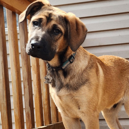 Enlarge King, a Adopted mixed breed in Minneapolis, MN image 6/6