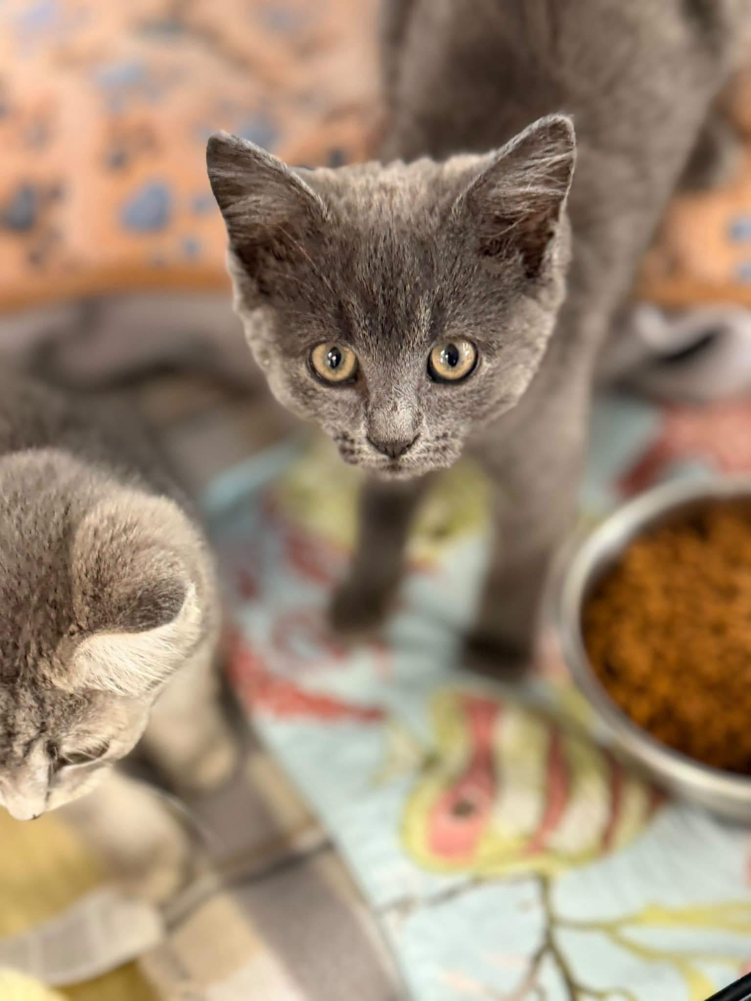 Enlarge Archie and Reggie, a Adoptable Domestic Short Hair in Warren, OH image 4/4