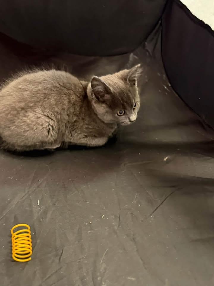 Enlarge Archie and Reggie, a Adoptable Domestic Short Hair in Warren, OH image 3/4