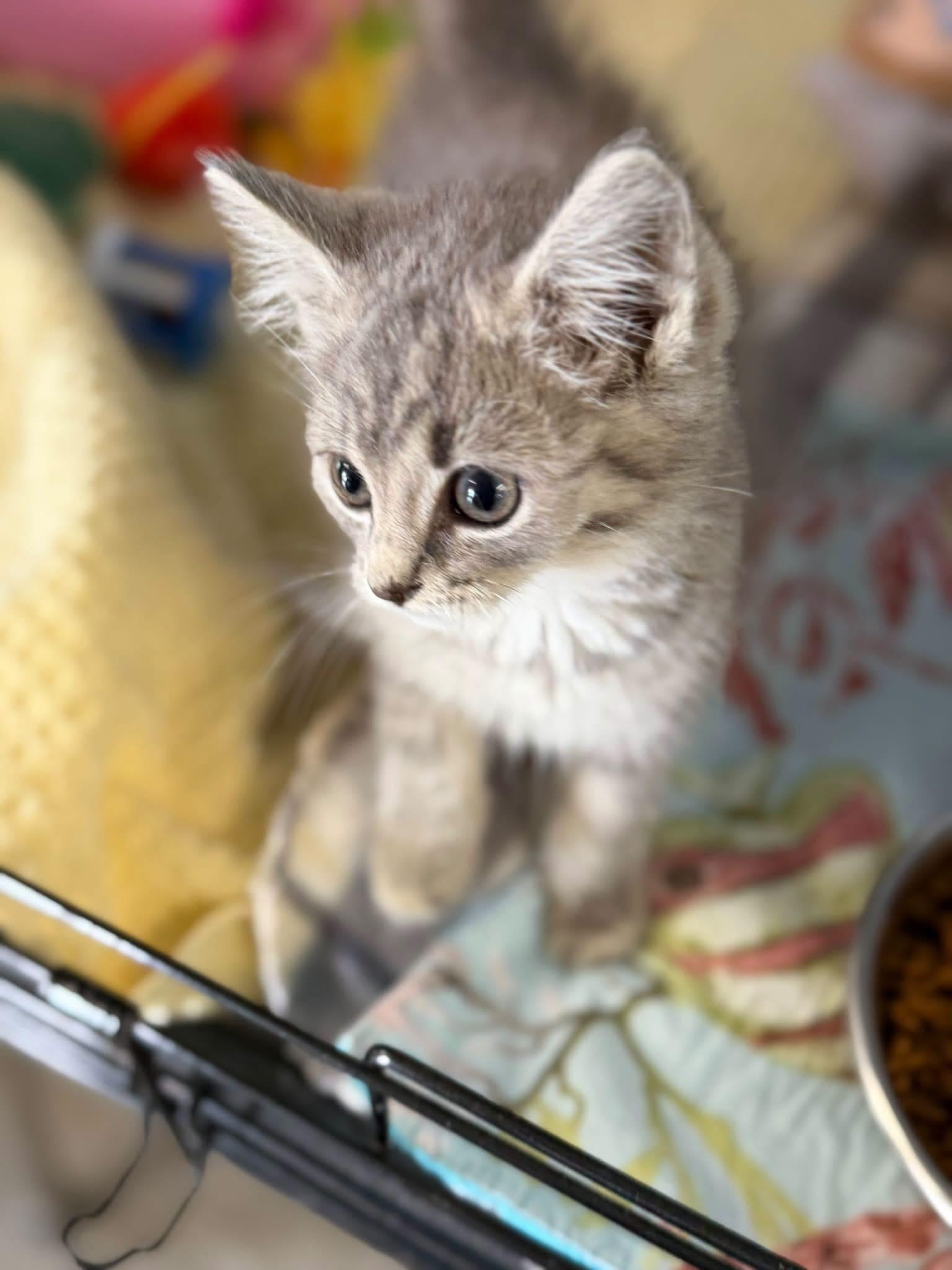 Archie and Reggie, Adoptable, Kitten Male Domestic Short Hair.