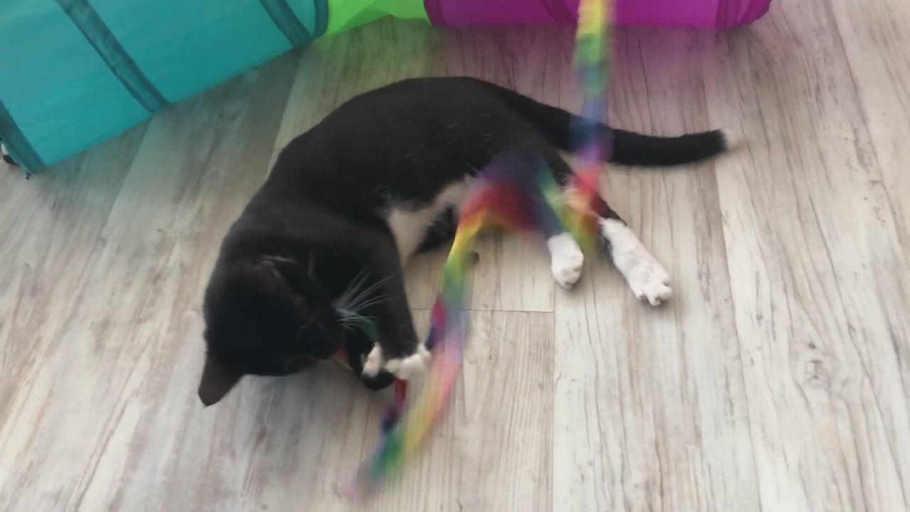 Enlarge Checkers, a Adopted mixed breed in Vineyard Haven, MA video 6/11