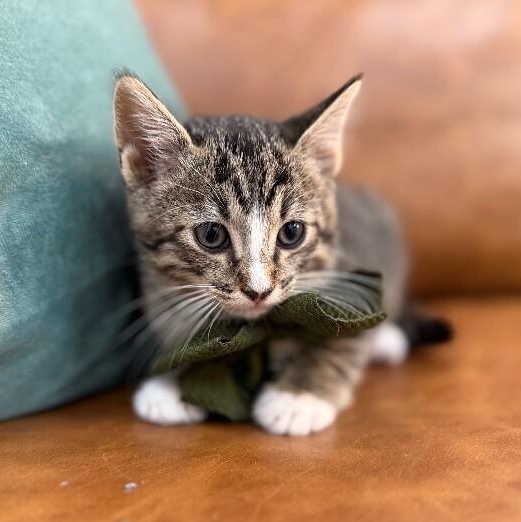 Nutella Cookie — thumbnail 4