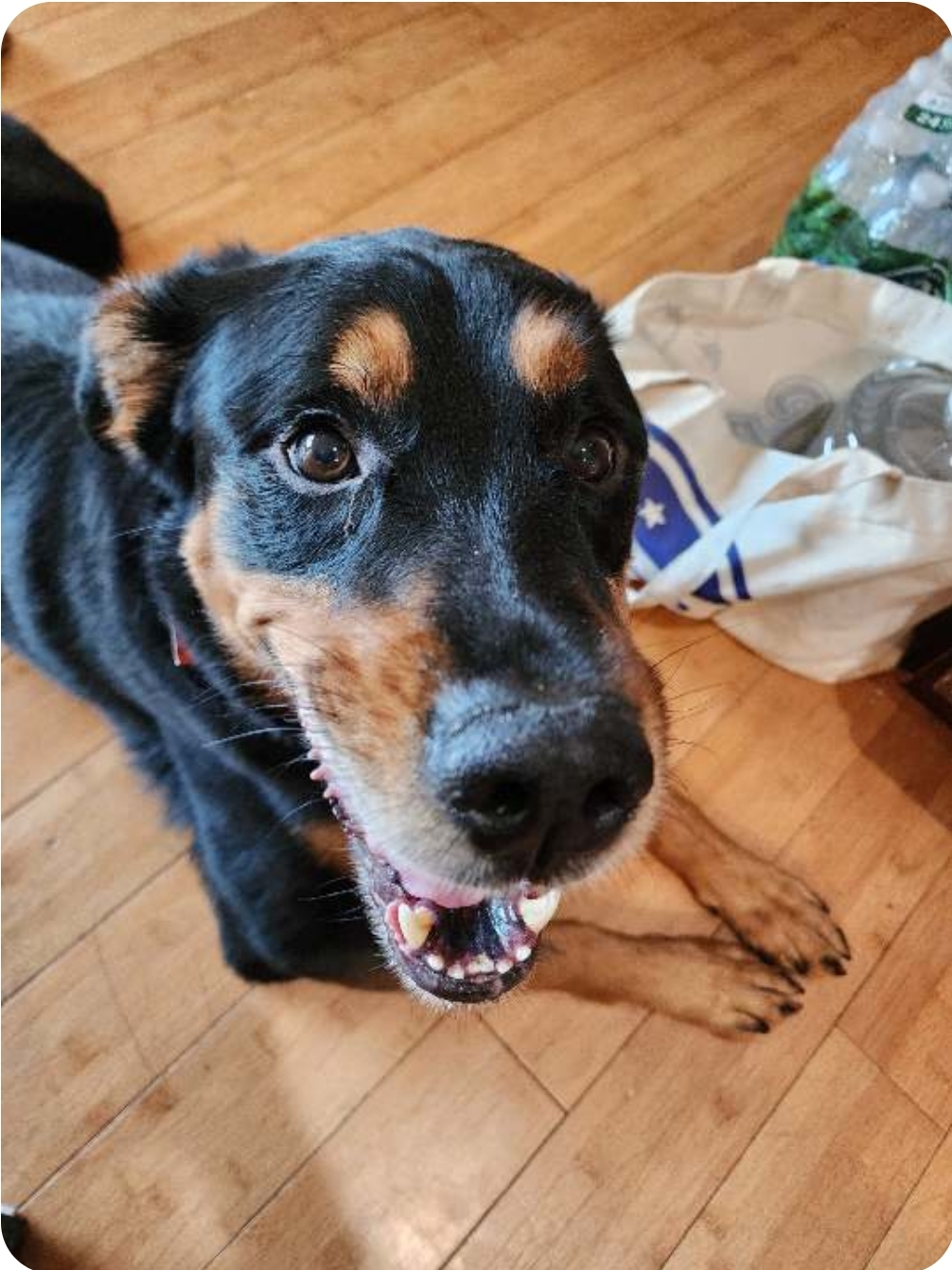 Astros, Adoptable, Adult Male Rottweiler.