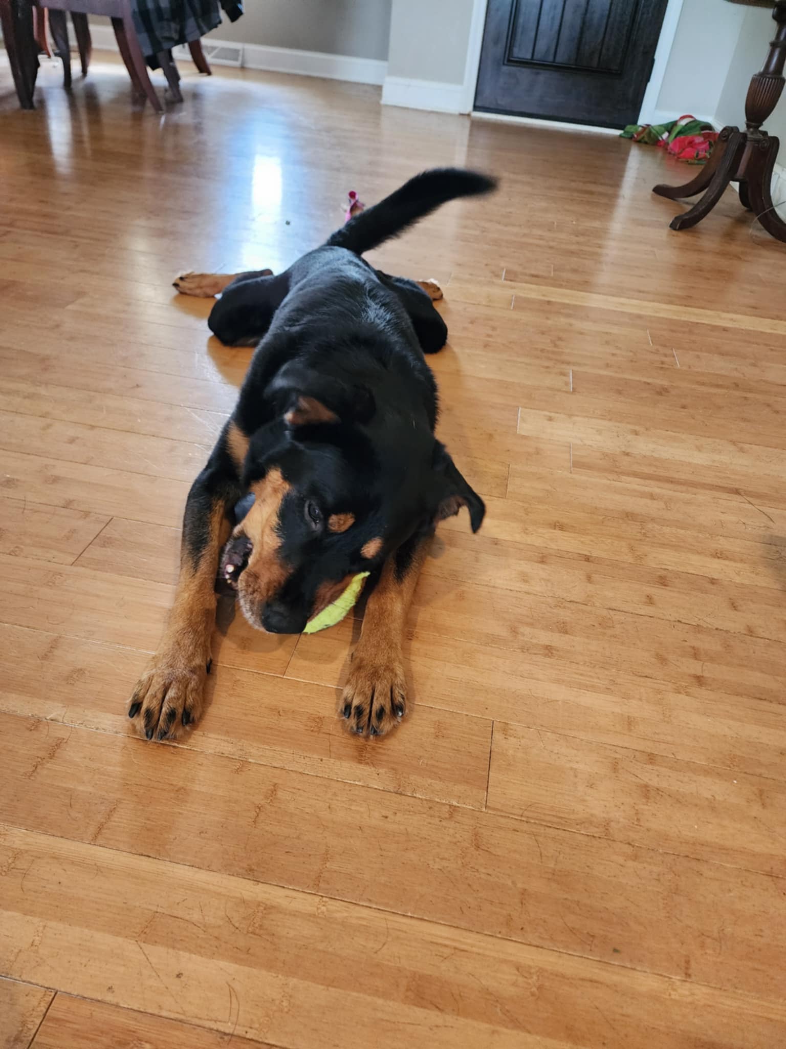 Astros, a Adoptable Rottweiler in Albany, NY image 2/3
