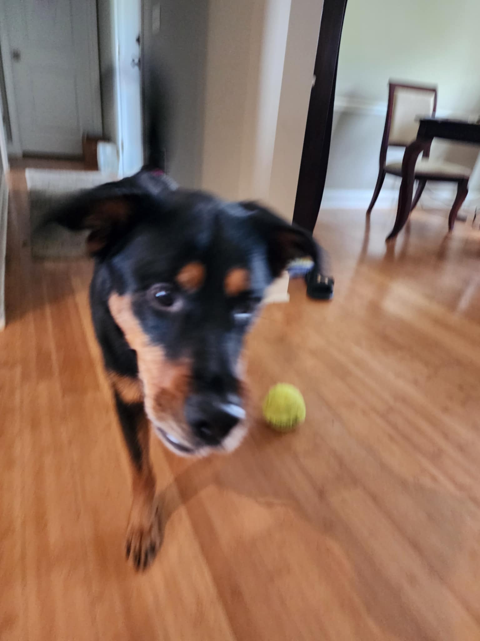 Astros, a Adoptable Rottweiler in Albany, NY image 3/3