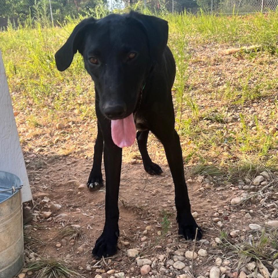 Enlarge Cliff, a Adoptable mixed breed in Guin, AL image 1/6