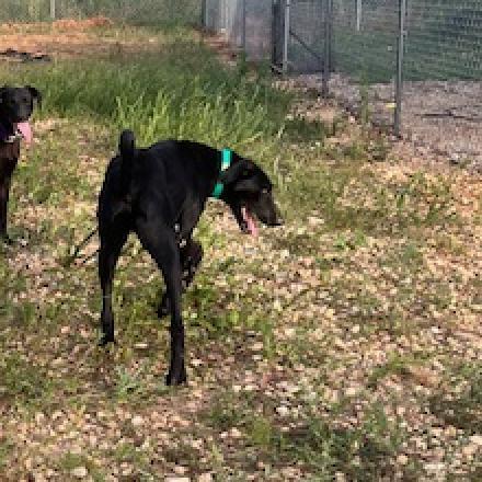 Enlarge Cliff, a Adoptable mixed breed in Guin, AL image 5/6